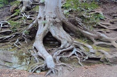 Manufacturing ERP and the Work Order “Reveal”