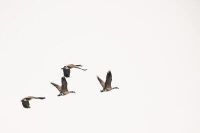 geese flying